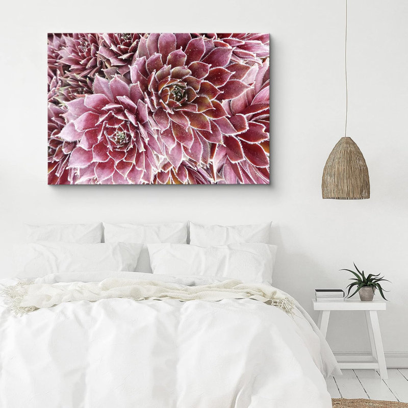 Succulent " Purple And Pink Rose Crassula Succulent Wilderness ", 32'' H x 48'' W