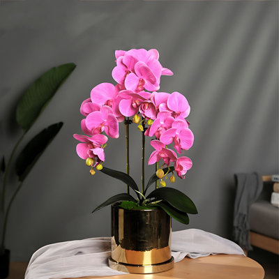 Orchid Arrangement