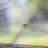 Tent-98431985-98431988