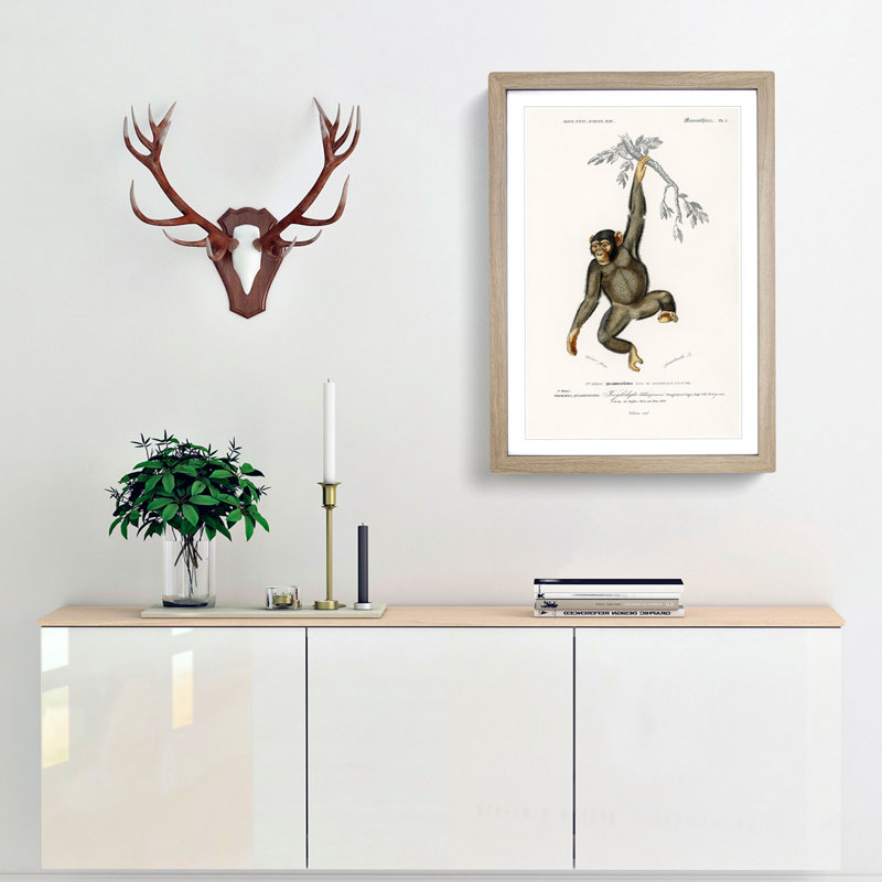 Chimpanzee by Charles D'Orbigny - Picture Frame Painting Print, 48cm H x 36cm W x 2cm D, Oak Framed