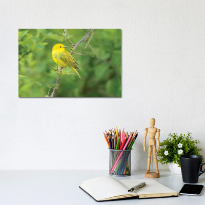 WA Breeding Plumage Male Yellow Warbler (Dendroica Petechia) On A Perch At Marymoor Park, Redmond by Gary Luhm - Wrapped Canvas Print
