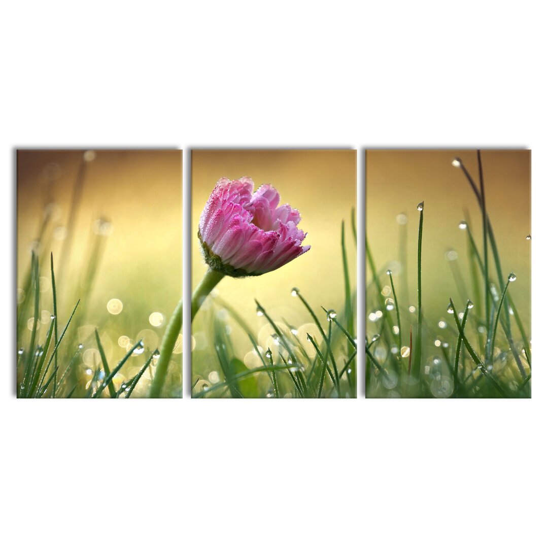 3-tlg. Leinwandbilder-Set Rosa Gänseblümchen im Gras