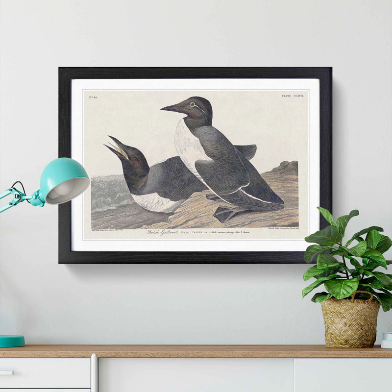 Foolish Guillemots by John Audubon - Picture Frame Painting Print, 27cm H x 36cm W x 2cm D, Black Framed