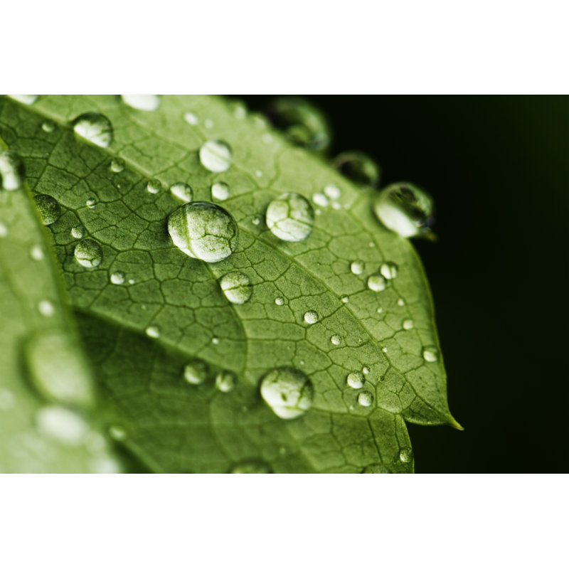 Green Leaf - Wrapped Canvas Print, 30cm H x 46cm W x 3.8cm D