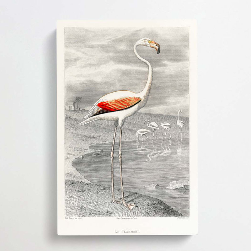 A Flamingo by Edouard Travies - Wrapped Canvas Print, 91cm H x 60cm W x 3cm D