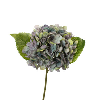 Hydrangea Stem