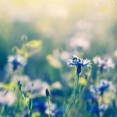 Honey Bee at The Summer Meadow by Rike_