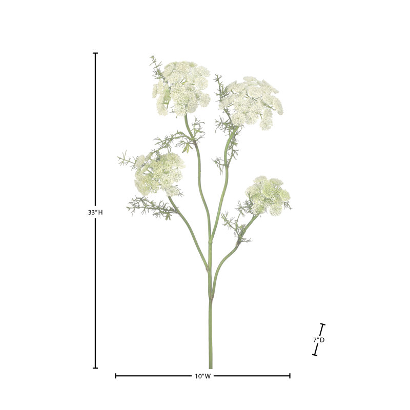 33 po Wild Dill , Blanc