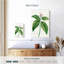 Harnek, laurier japonais, Aucuba Japonica-108372171