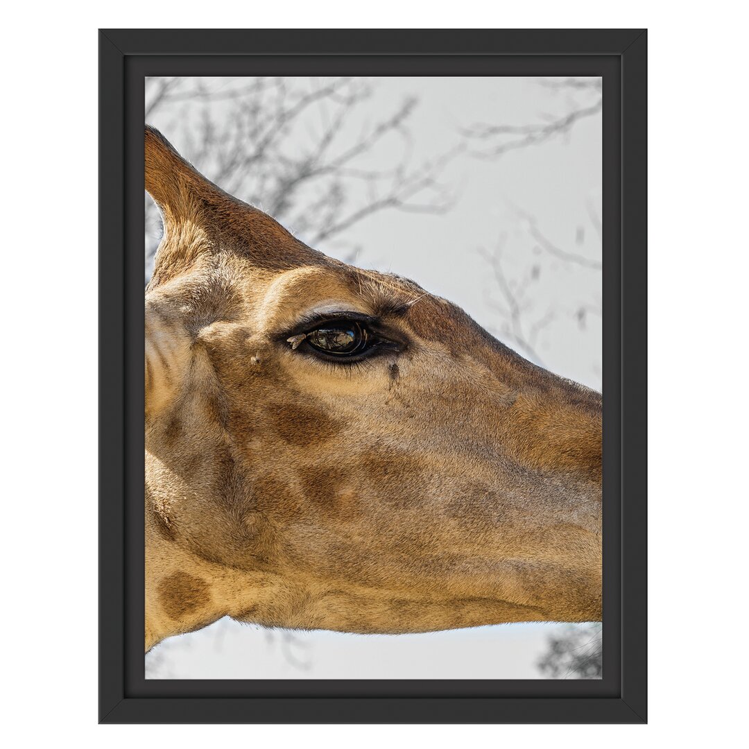 Gerahmtes Wandbild anmutige Giraffe isst