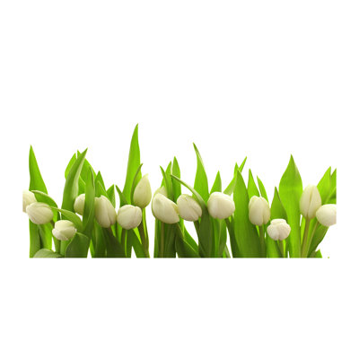 White Tulips - Wrapped Canvas Print