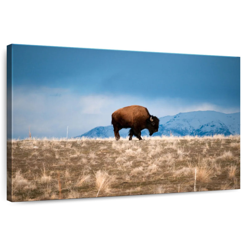 Brampt Antelope Island Bison