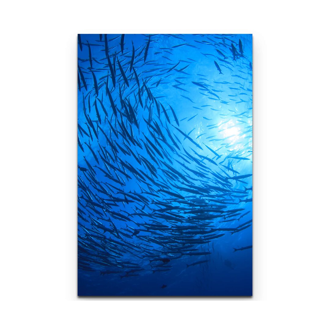 Leinwandbild Barracuda Fische