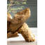 Turtle Large Decorative Figurine-39125163