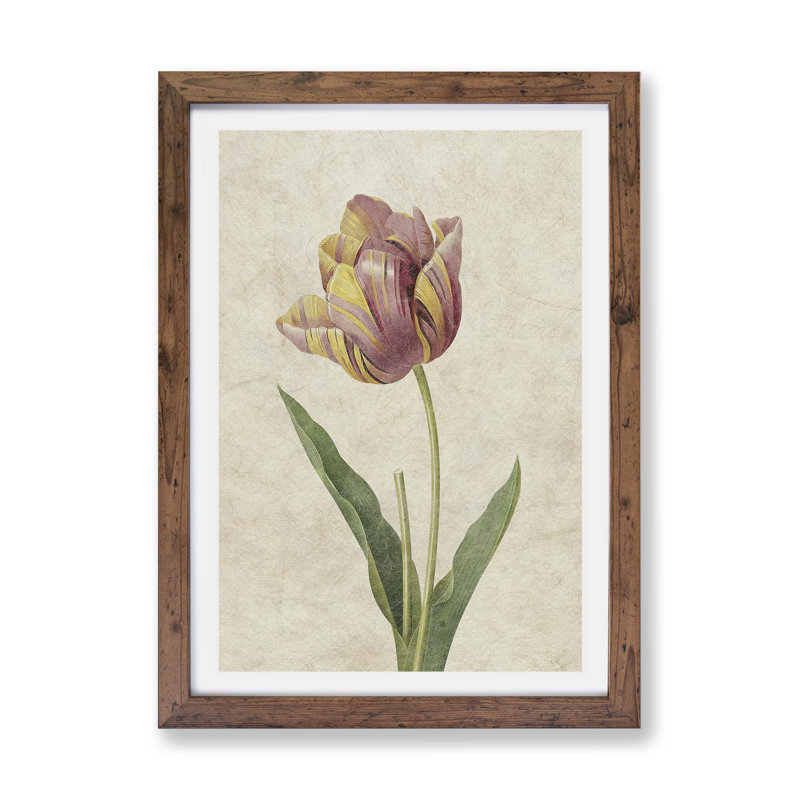 Pink Tulip by Pierre-Joseph Redoute - Single Picture Frame Painting, 33cm H x 45cm W x 2cm D, Walnut