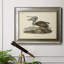 " Audubons Brown Pelican "-301430614