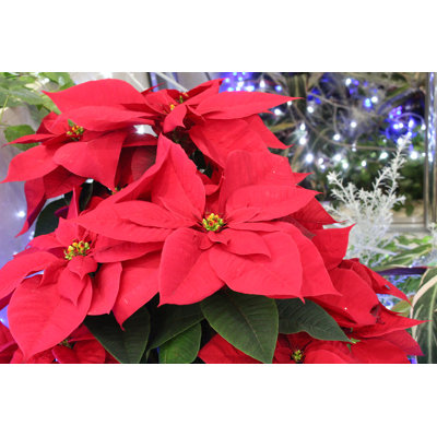 Red Poinsettia - Photographie sur toile tendue