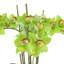 Orchids Arranged in Fiberstone Planter-1808265653