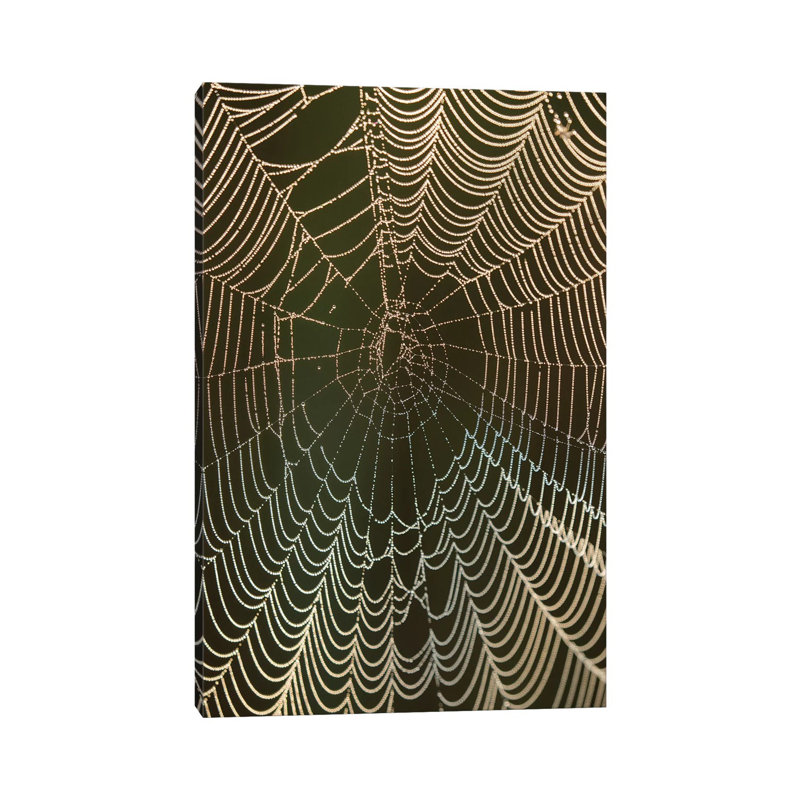 Morning Dew On A Spider Web, Cameron Prairie National Wildlife Refuge, Louisiana by Maresa Pryor - Wrapped Canvas Print