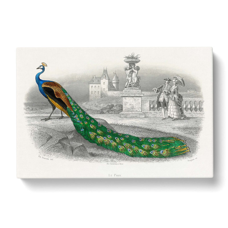 Admiring A Peacock - Wrapped Canvas Print, 60cm H x 91cm W x 3cm D
