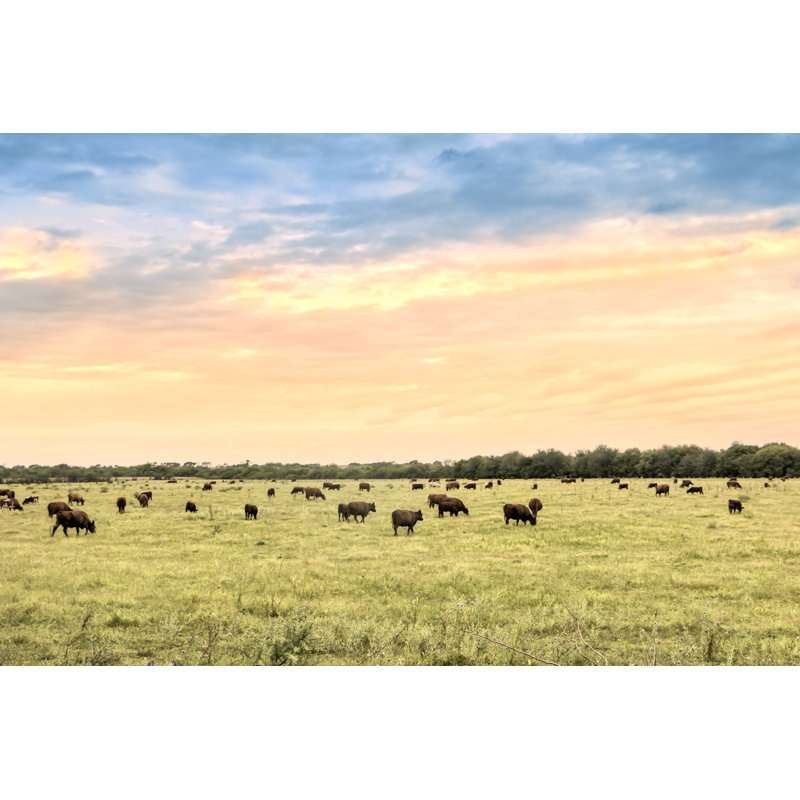 Cattle In Natural Pastures - Wrapped Canvas Print, 81cm H x 122cm W x 3.8cm D