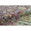 Oriental Area Rug