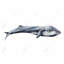 Reproduction d'aquarelle sur baleine