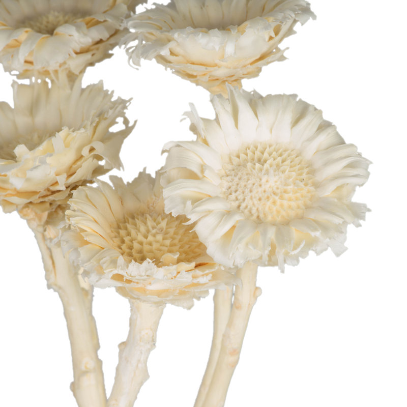 8-12" Red Rosette Compacta - Sleeved 5 stems, Dried, Bleached