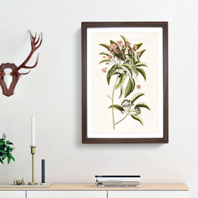 Mountain Laurel Flowers by Mark Catesby - Framed Print