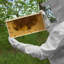 Gants d'apiculture très larges Honey Keeper-80894113
