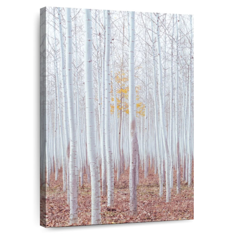 Harnek Birch Trees In Autumn, 12" H x 8" W