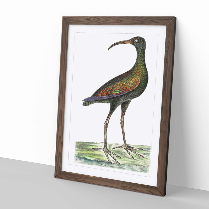 Brazilian Curlew Bird by George Shaw - Picture Frame Painting Print on MDF, Walnut Framed, 36cm H x 27cm W x 2cm D