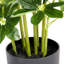97cm Plant