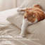 Ensemble de draps en microfibre de polyester pour literie Hotel Luxury-111074243-113212622