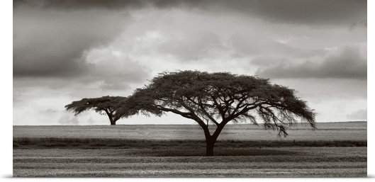 «Acacia Trees» par Jorge Llovet, reproduction de photo, H 24 po x l 48 po x p 1,5 po, Toile