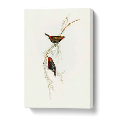 'Painted Finch Birds' by Elizabeth Gould - Wrapped Canvas Painting Print