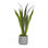Plant in Concrete Pot