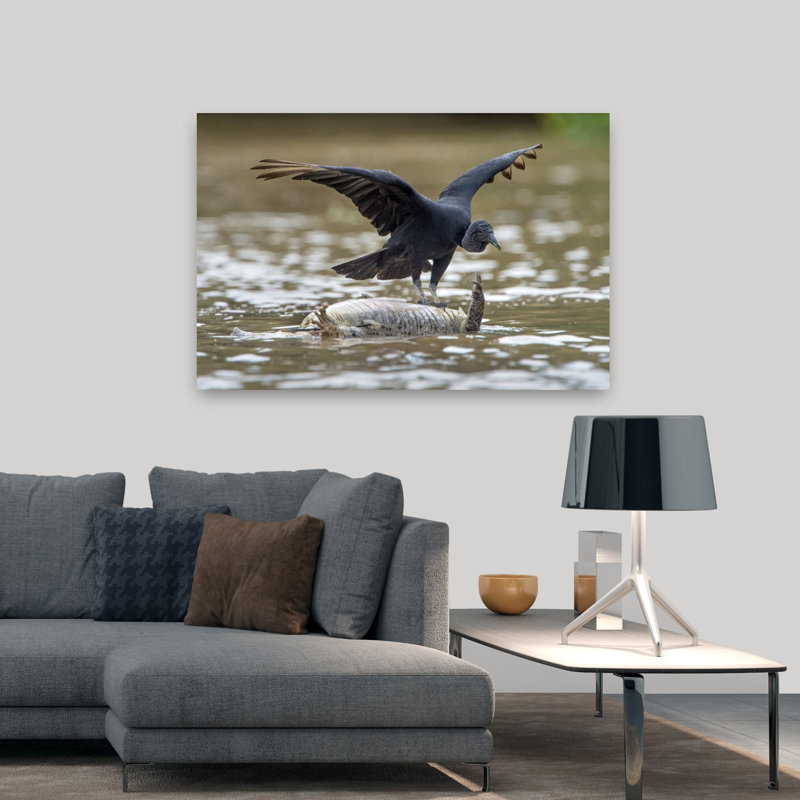 Black Vulture Feeding On Dead Alligator Pantanal Wetlands Brazil by Todd Gustafson - Wrapped Canvas Print