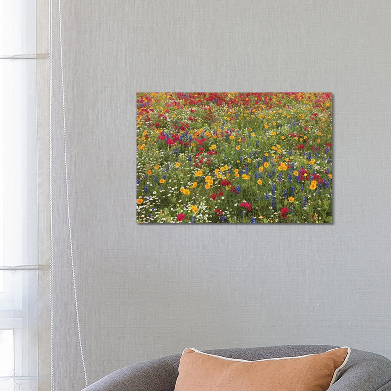 Drummond's Phlox, Bluebonnet Near Westhoff by Tim Fitzharris - Wrapped Canvas Print, 66.04 cm H x 45.72 cm W x 3.175 cm D