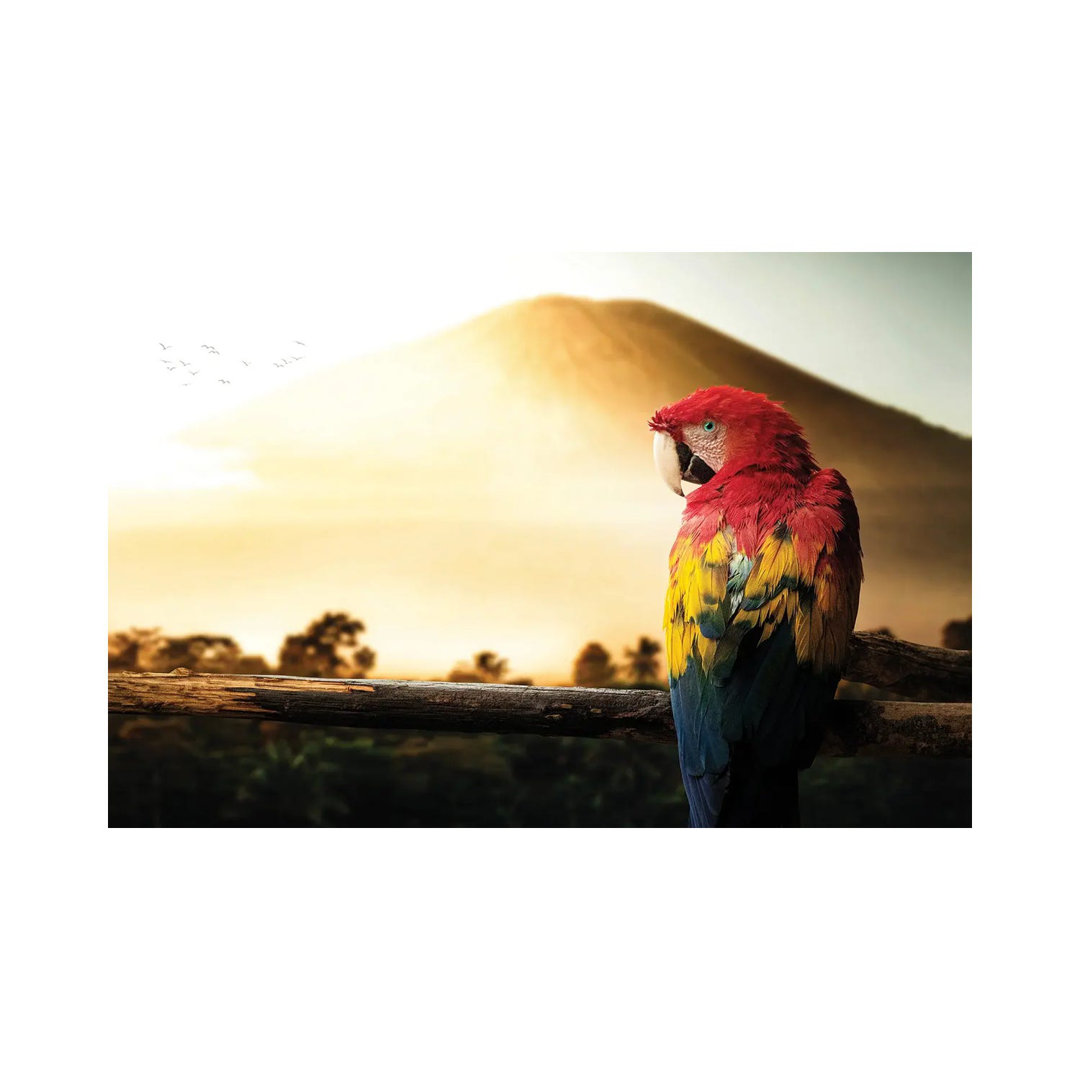 Parrot by Milos Karanovic - Wrapped Canvas Print