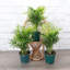 Live Parlor Palm Plant Set
