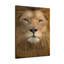 Lion Of Judah - Wrapped Canvas Print-1289599964