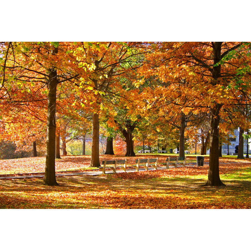 Boston Public Garden by Coleong - Wrapped Canvas Print, 20cm H x 30cm W