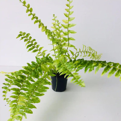 Tiger Stripe Fern - Variegated - Live Starter Plant in a Grower's Pot - Nephrolepis Exaltata Variegata - Exotic Textured Foliage for Your Home Office Or Garden Space