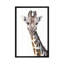 " Giraffe On White " by George Dyachenko-32498968-72121796-72121803