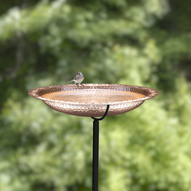 Bain d'oiseaux Faus