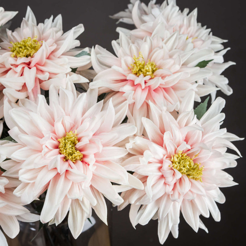 Anastasija Arrangement