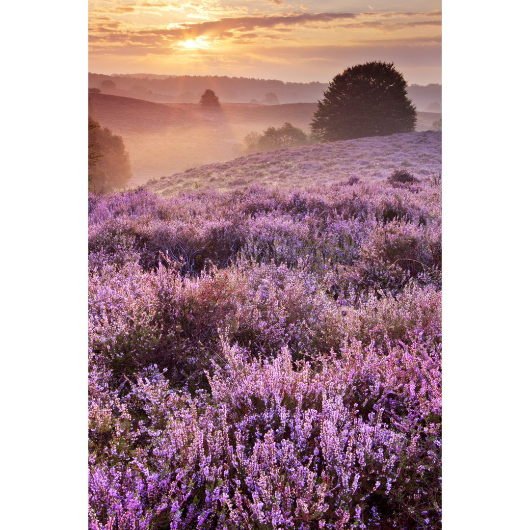 Blooming Heather At Sunrise von Sarawinter - Leinwandbild