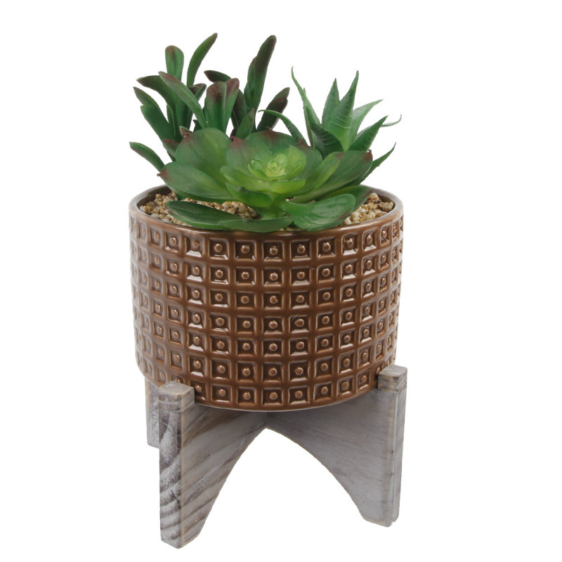 Plante succulent en pot