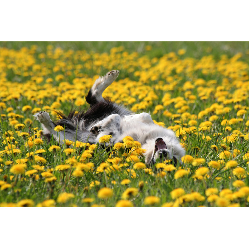 Flowerbath - Wrapped Canvas Print, 61cm H x 91cm W x 3.8cm D